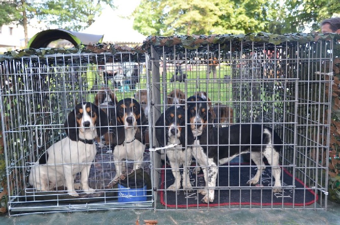 des Varennes du Val de Loire - Exposition CACIB BRIVE (19) 17 août 2014