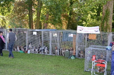 des Varennes du Val de Loire - Résultats Spéciale de Race à La Ferté Saint Ambreuil (71)