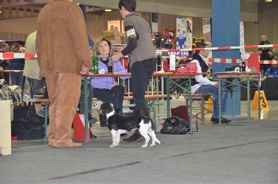 des Varennes du Val de Loire - Résultats Exposition CACIB du LUXEMBOURG