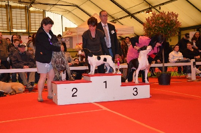 des Varennes du Val de Loire - HULOTTE, Meilleur Puppy de l'Exposition