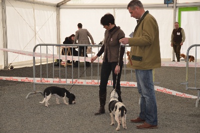 des Varennes du Val de Loire - Résultats Exposition CACIB de CHATEAUROUX