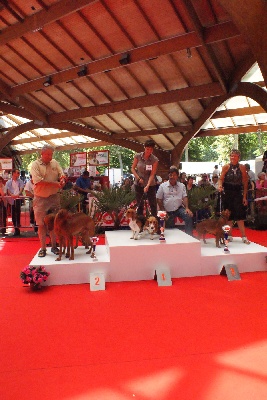 des Varennes du Val de Loire - MEILLEURE PAIRE  à l'exposition CACS/CACIB de BRIVE LA GAILLARDE (19)