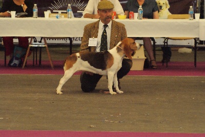 des Varennes du Val de Loire - résultats Exposition CACS/CACIB de TOURS (37)  le 22/05/2011