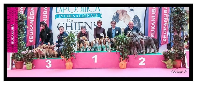 CACIB ORLEANS (45) Samedi 8 octobre 2016