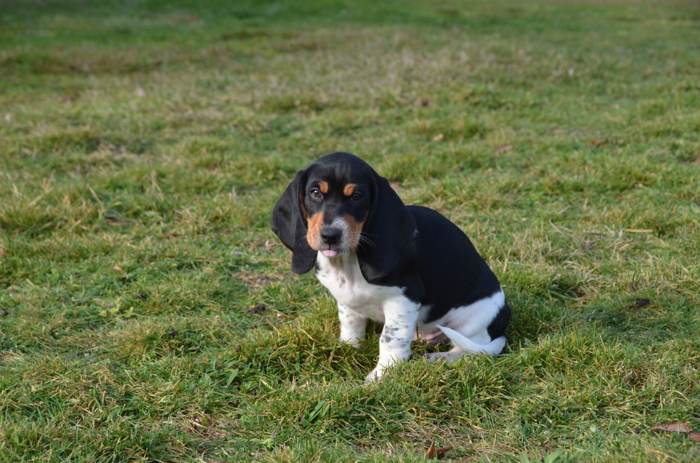 des Varennes du Val de Loire - Chiots disponibles - Petit Chien Courant Bernois-Suisse